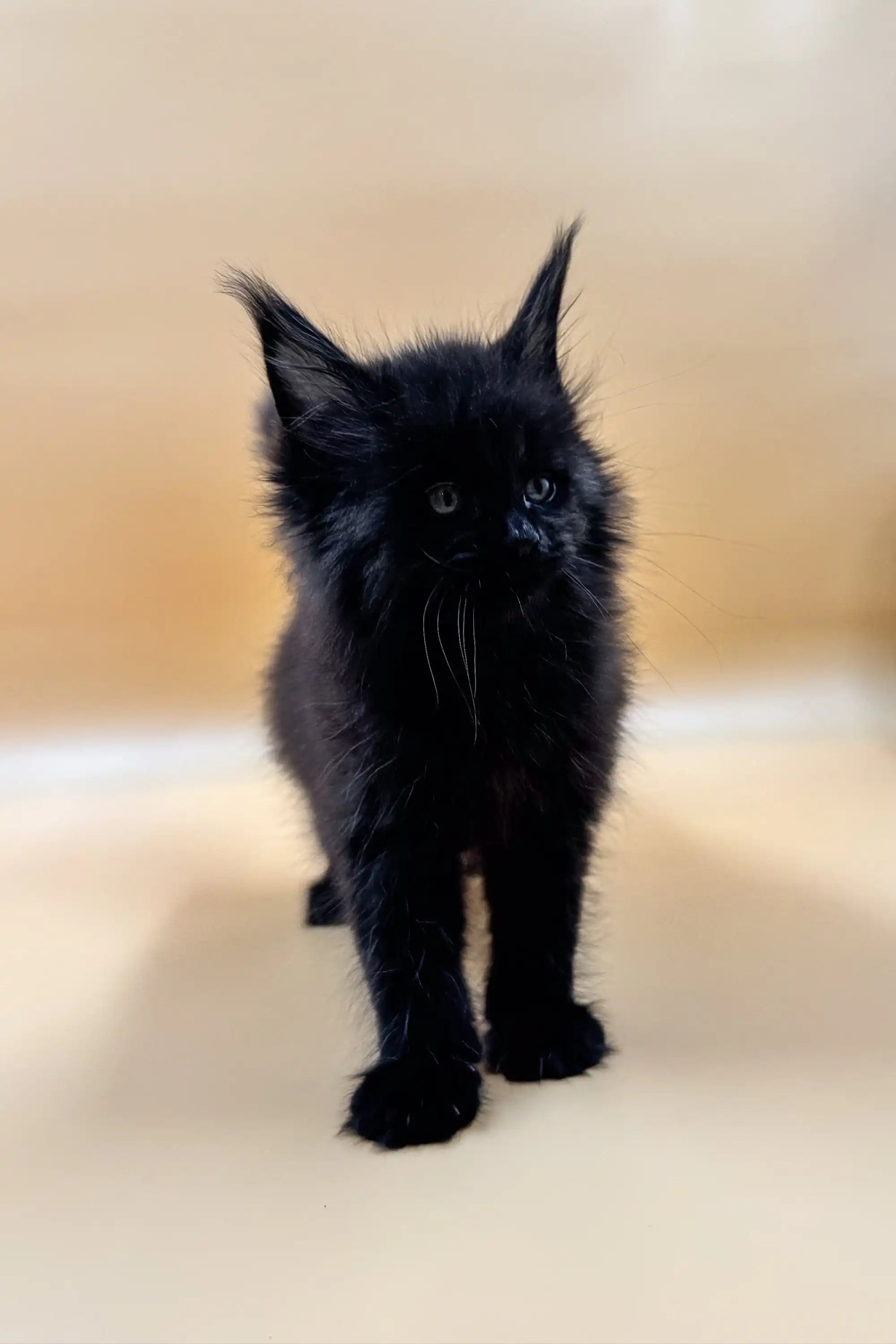 Maine Coon Kittens for Sale Lorinda | Kitten