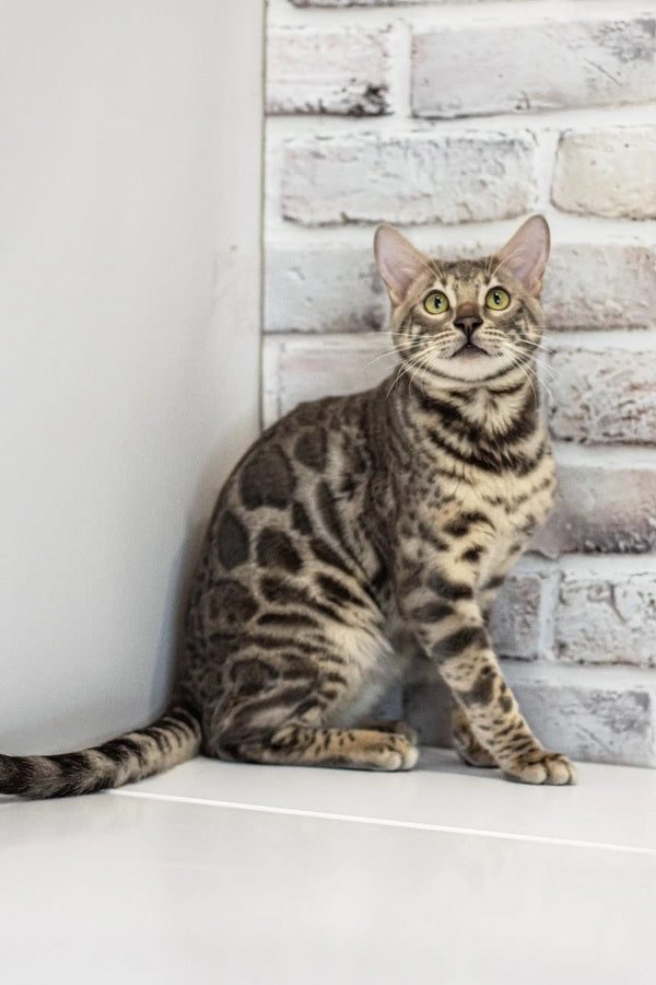 Louis | bengal kitten