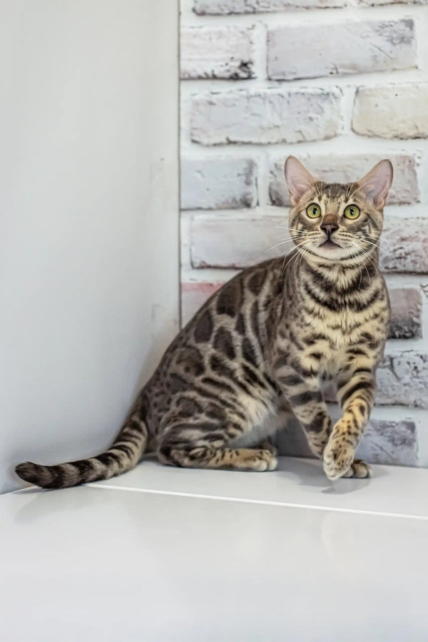 Louis | bengal kitten