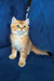 Louis | british shorthair kitten