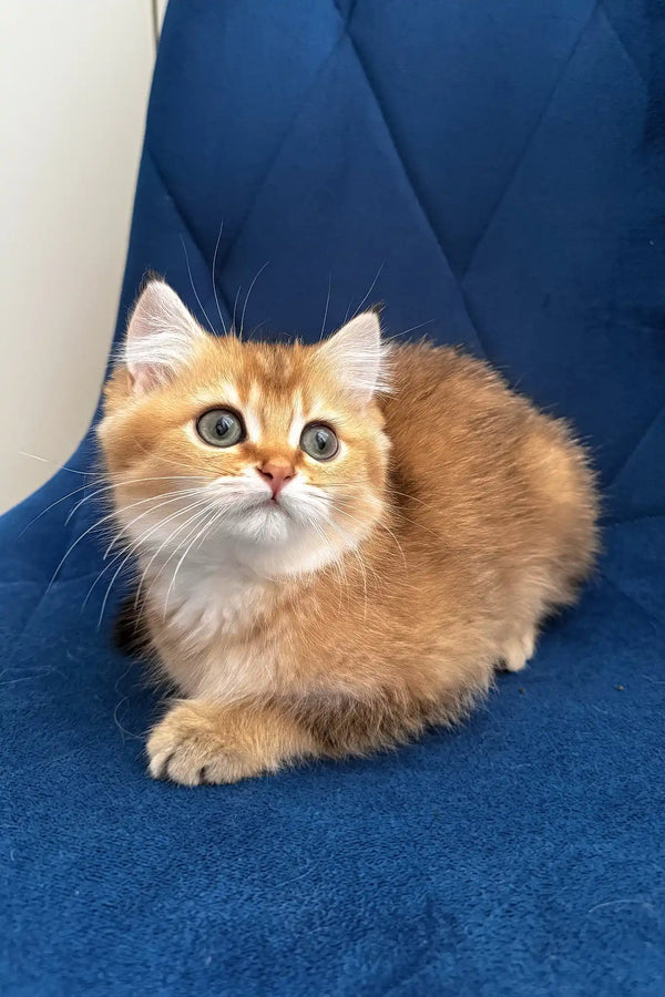 Louis | british shorthair kitten