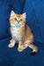 Louis | british shorthair kitten