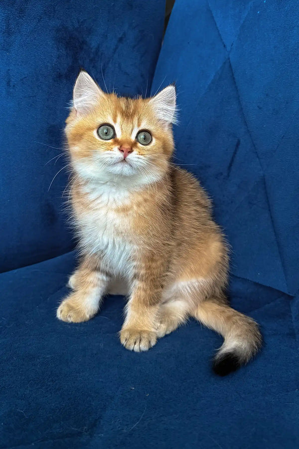 Louis | british shorthair kitten