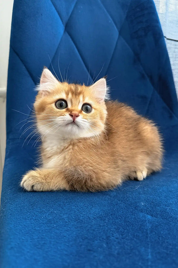 Louis | british shorthair kitten