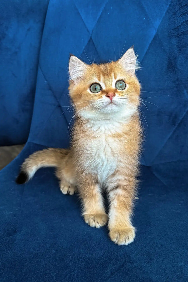 Louis | british shorthair kitten