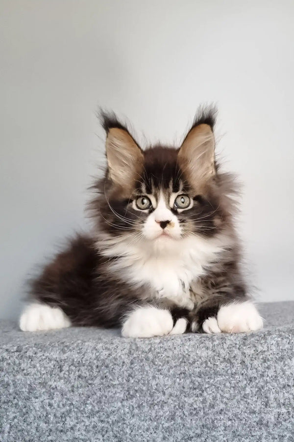 Louis | polydactyl maine coon