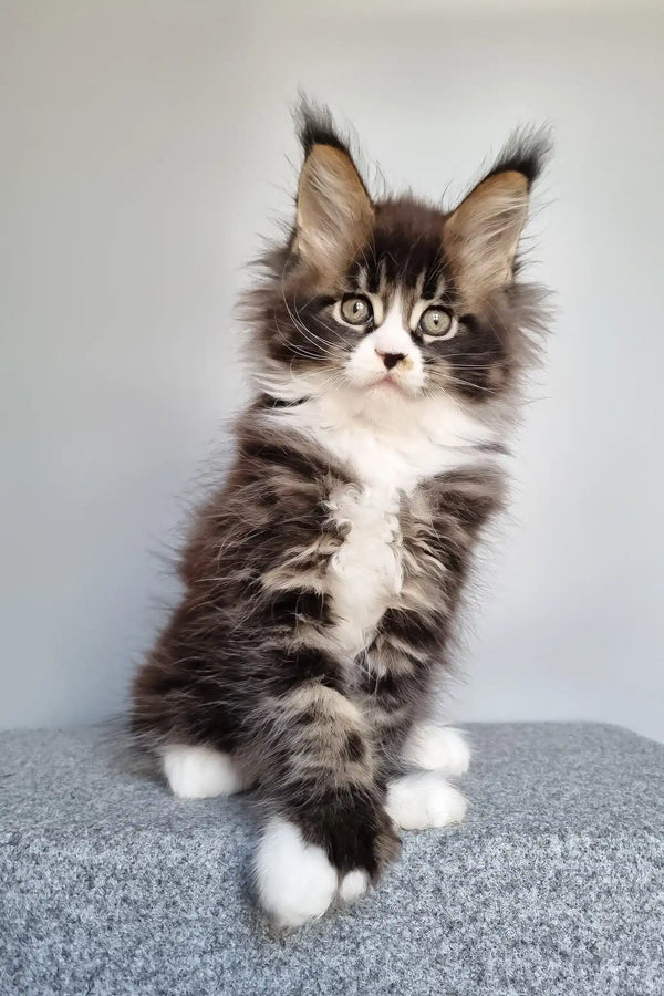 Louis | polydactyl maine coon
