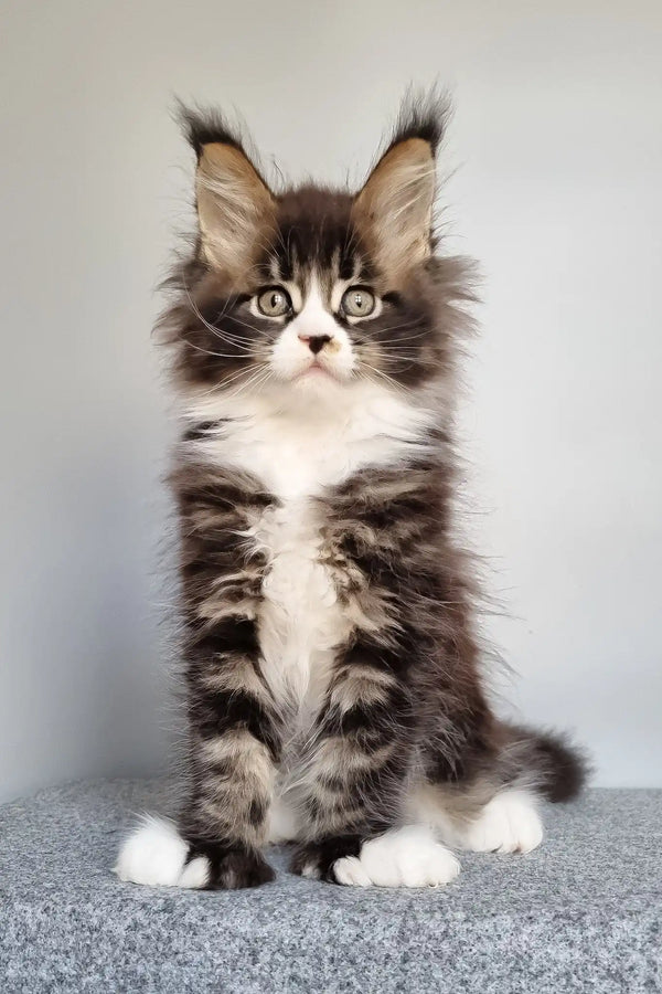 Louis | polydactyl maine coon