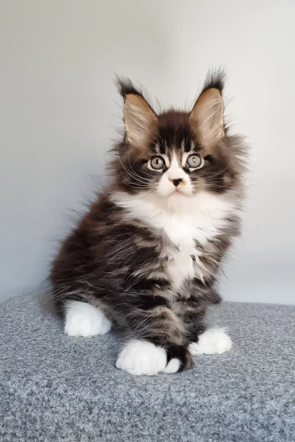 Louis | polydactyl maine coon