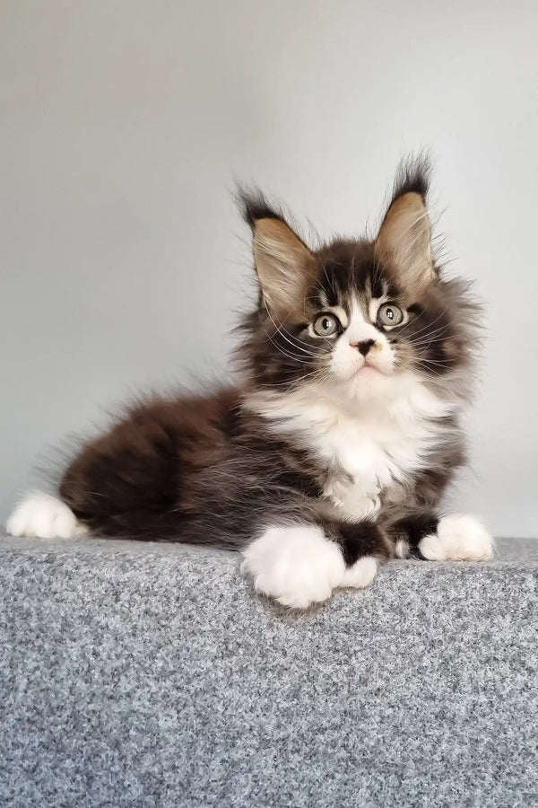 Louis | polydactyl maine coon