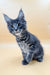 Gray Tabby Maine Coon Kitten with Big Ears and Bright Eyes, Cute and Playful Look