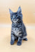 Gray Tabby Maine Coon Kitten with ear tufts and alert look, perfect for Maine Coon lovers