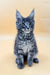 Gray tabby Maine Coon kitten with ear tufts and bright blue eyes in Love product