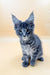 Gray tabby Maine Coon kitten with big ears and bright blue eyes, super cute!