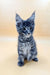 Gray tabby Maine Coon kitten with ear tufts, perfect for cat lovers everywhere