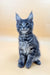 Gray Tabby Maine Coon Kitten with ear tufts and fluffy coat from Love | Maine Coon Kitten