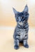 Gray tabby Maine Coon kitten with large ears and bright eyes, super adorable!