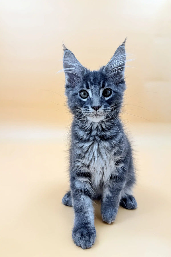 Gray tabby Maine Coon kitten with ear tufts and bright blue eyes in Love collection