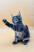 Gray Maine Coon kitten playfully raising one paw, perfect for your collection