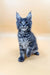 Gray Tabby Maine Coon Kitten with ear tufts and alert look for Love Maine Coon Kitten