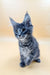 Adorable Gray Tabby Maine Coon Kitten with Bright Eyes and Pointed Ears