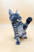 Playful Gray Tabby Maine Coon Kitten with one paw raised, ready for fun