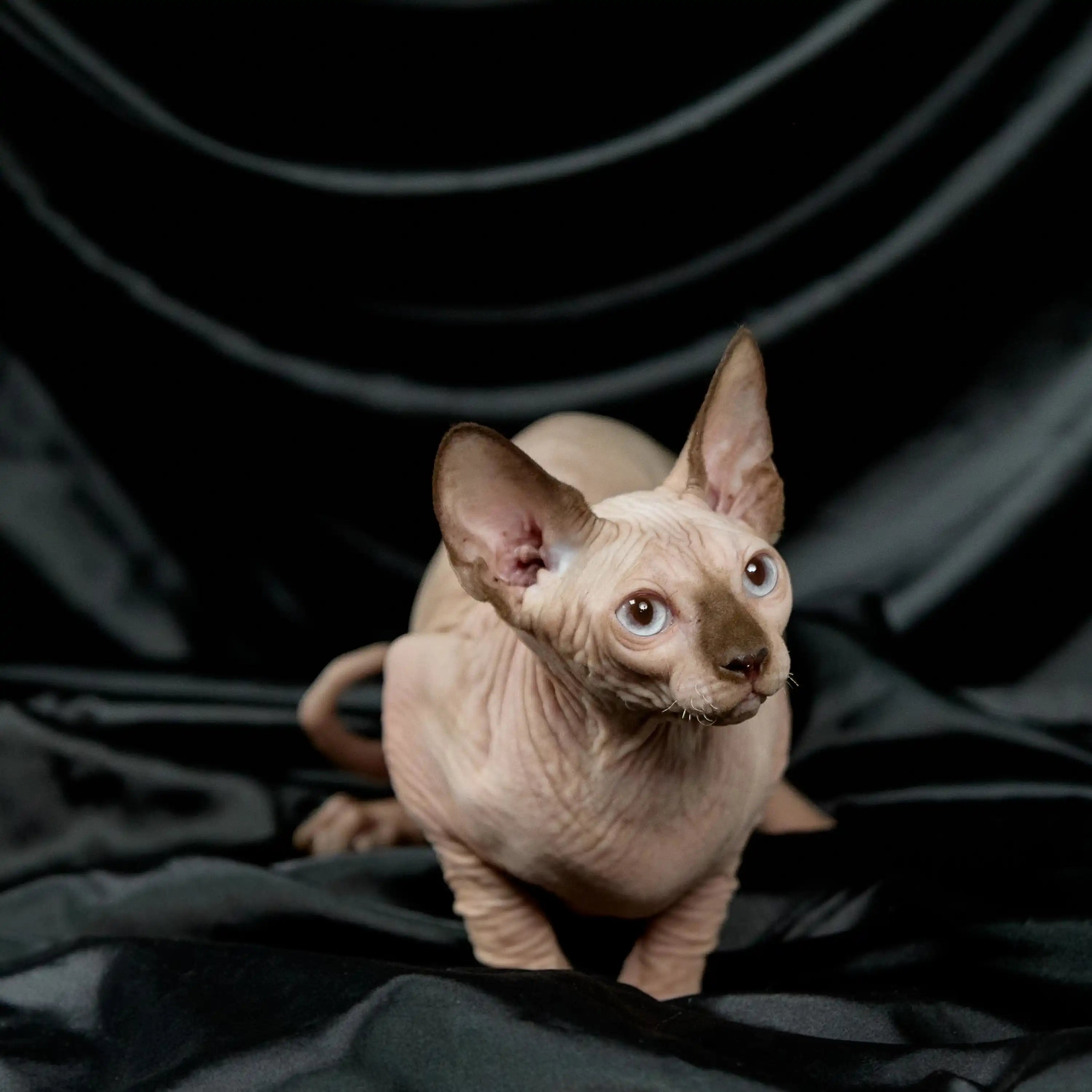 Exotic Cats For Sale Luca | Sphynx Kitten | Adopted