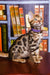 Bengal kitten Lucas in a purple collar sitting by a bookshelf with spotted coat