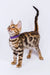 Adorable Bengal Kitten Lucas sporting a spotted coat and stylish purple collar