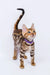 Meet Lucas, the adorable Bengal kitten with a spotted coat and trendy purple collar