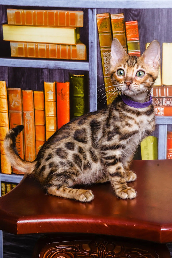 Bengal kitten Lucas lounging on leather with bookshelves in the background