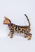 Bengal kitten named Lucas showing off his spotted coat and purple collar