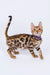 Bengal kitten Lucas with a spotted coat and stylish purple collar