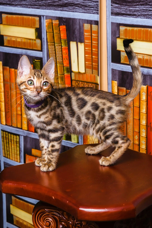 Bengal kitten Lucas standing on a wooden surface before bookshelves, ready for fun