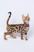 Meet Lucas, the adorable Bengal kitten sporting a unique spotted coat and purple collar