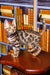 Tabby kitten Lucas standing on a wooden surface in front of bookshelves