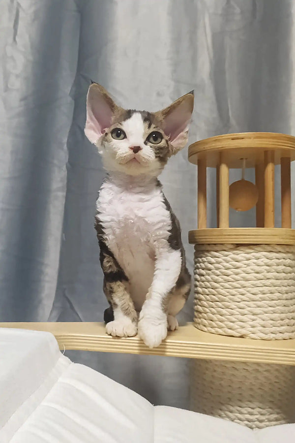 Curly-haired Devon Rex cat named Lucas, the adorable Devon Rex kitten