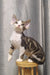 Curly-haired Devon Rex cat named Lucas, the adorable Devon Rex kitten