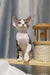 Curly-haired Devon Rex kitten named Lucas, perfect for cuddles and companionship