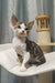 Curly-haired Lucas the Devon Rex kitten with big ears looking adorable and playful