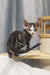 Striped Devon Rex cat showcasing the adorable Lucas Devon Rex Kitten product