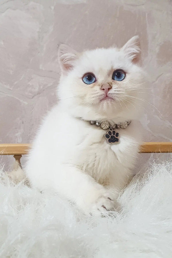 Fluffy white British Shorthair kitten Lucija with stunning blue eyes
