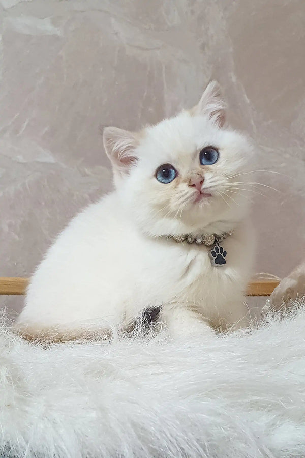 Cute white kitten with blue eyes and paw print collar from Lucija British Shorthair