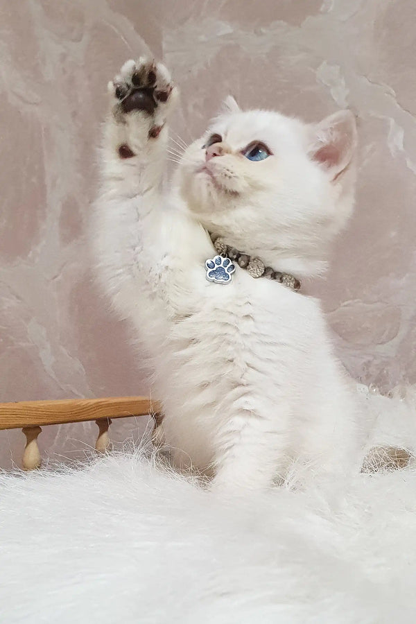 White British Shorthair kitten named Lucija with blue eyes and a cute paw-print collar