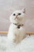 Adorable White Kitten with Blue Eyes and Paw Print Collar from Lucija British Shorthair