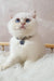 Adorable white British Shorthair kitten named Lucija with blue eyes and paw print collar