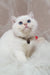 Cute white British Shorthair kitten named Lucija with blue eyes and paw print collar