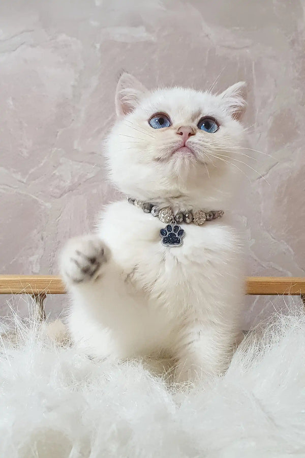 White British Shorthair kitten Lucija with blue eyes and jeweled collar