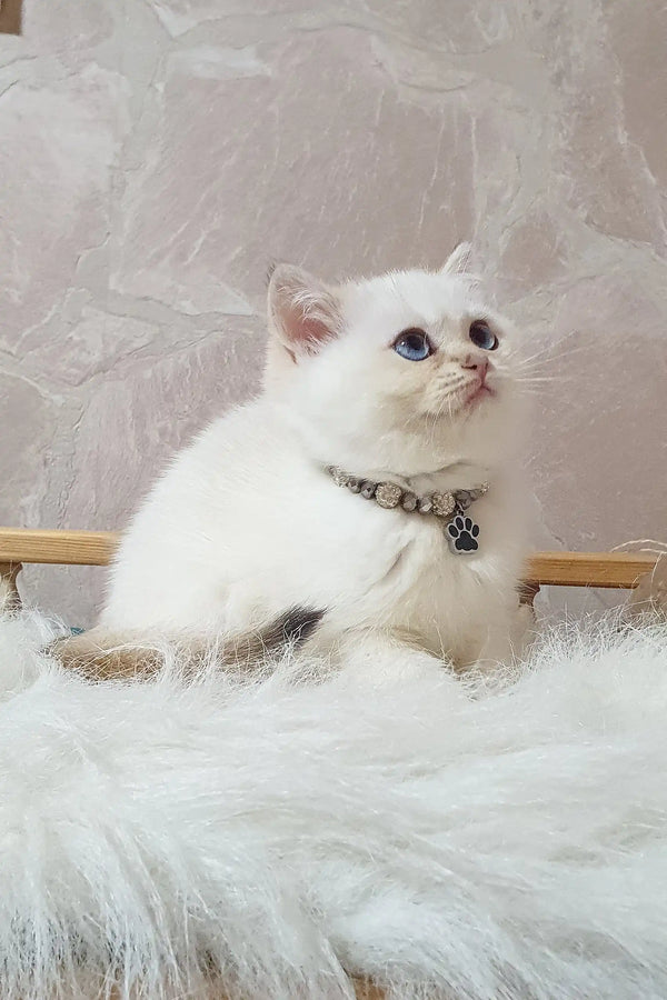 Adorable White British Shorthair Kitten named Lucija with blue eyes and a paw print collar