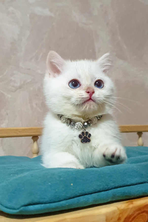Adorable white kitten with blue eyes and paw print necklace, Lucius the British Shorthair